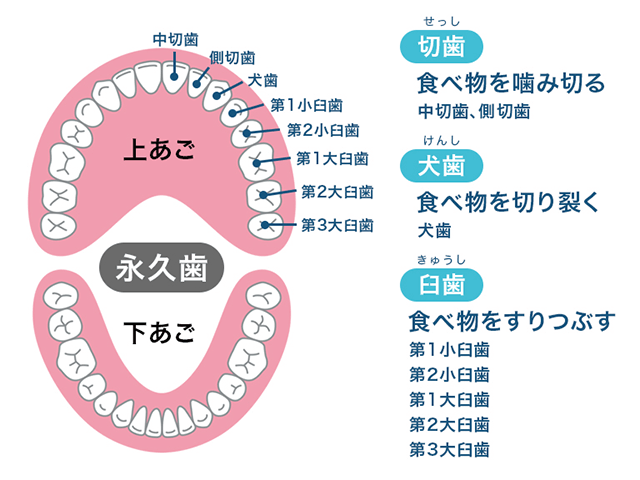 教えて！歯医者さん（歯の基礎知識） | 東久留米そよかぜ歯科 | 東久留米駅から徒歩4分 | 土日も診察、一般歯科・小児歯科・審美歯科・口腔外科など