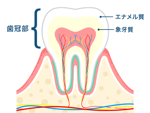歯冠部（しかんぶ）