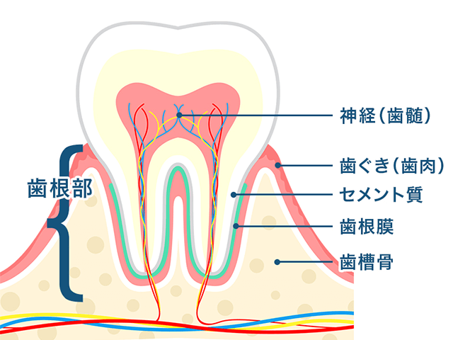 歯根部（しこんぶ）